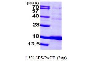 SDS-PAGE (SDS) image for Iron-sulfur cluster assembly enzyme ISCU, mitochondrial (ISCU) (AA 35-167) protein (His tag) (ABIN667303) (ISCU Protein (AA 35-167) (His tag))