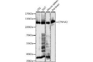 Western blot analysis of extracts of various cell lines, using CTNN antibody (ABIN7266136) at 1:1000 dilution. (CTNNA3 antibody  (AA 1-240))