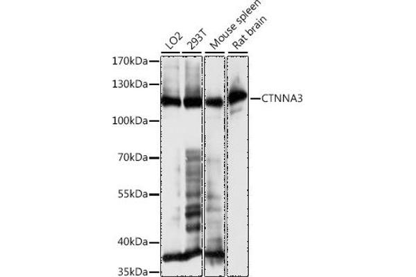 CTNNA3 antibody  (AA 1-240)