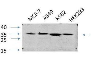 Western Blot analysis of various cells using EIF2 alpha Polyclonal Antibody at dilution of 1:1000. (EIF2A antibody)