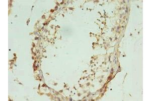 Immunohistochemistry of paraffin-embedded human testis tissue using ABIN7157774 at dilution of 1:100 (L2HGDH antibody  (AA 52-463))