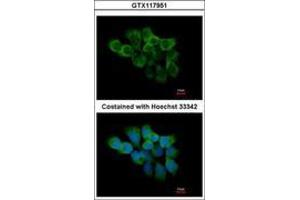 Image no. 3 for anti-Peptidylprolyl Isomerase F (PPIF) (AA 21-207) antibody (ABIN1500361) (PPIF antibody  (AA 21-207))