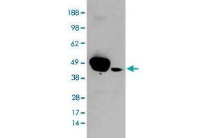 HEK293 overexpressing ERK1 and probed with MAPK3 polyclonal antibody  (mock transfection in second lane), tested by Origene. (ERK1 antibody)