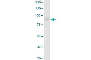 MCM4 antibody  (AA 1-863)