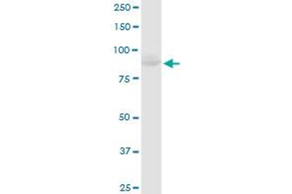 MCM4 antibody  (AA 1-863)