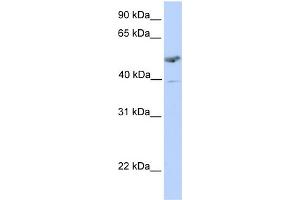 WB Suggested Anti-ST3GAL1 Antibody Titration:  0. (ST3GAL1 antibody  (C-Term))