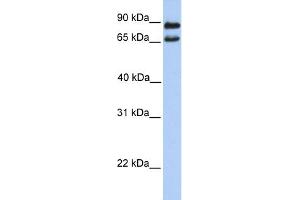 WB Suggested Anti-C9orf117 Antibody Titration: 0. (C9orf117 antibody  (N-Term))