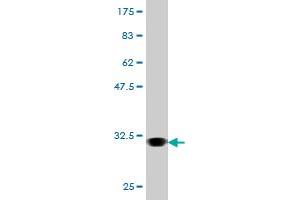 Western Blot detection against Immunogen (31. (AVPR1A antibody  (AA 1-52))