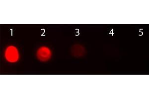 Dot Blot of Rabbit anti-Fab2 Bovine IgG Antibody Texas Red Conjugated. (Rabbit anti-Cow IgG (Heavy & Light Chain) Antibody (Texas Red (TR)) - Preadsorbed)