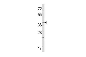 Western blot analysis of WNT1 Antibody (C-term) (ABIN390755 and ABIN2841013) in mouse heart tissue lysates (35 μg/lane). (WNT1 antibody  (C-Term))