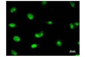 Immunostaining analysis in HeLa cells. (RPP30 antibody)