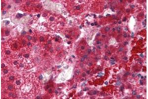 Human Adrenal: Formalin-Fixed, Paraffin-Embedded (FFPE) (EFHD1 antibody  (N-Term))