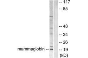 Western blot analysis of extracts from HepG2 cells, using Mammaglobin Antibody.