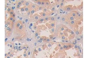 IHC-P analysis of Human Kidney Tissue, with DAB staining. (NUCB2 antibody  (AA 25-104))