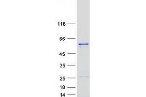 DNAJC3 Protein (Myc-DYKDDDDK Tag)