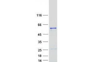 Validation with Western Blot (DNAJC3 Protein (Myc-DYKDDDDK Tag))