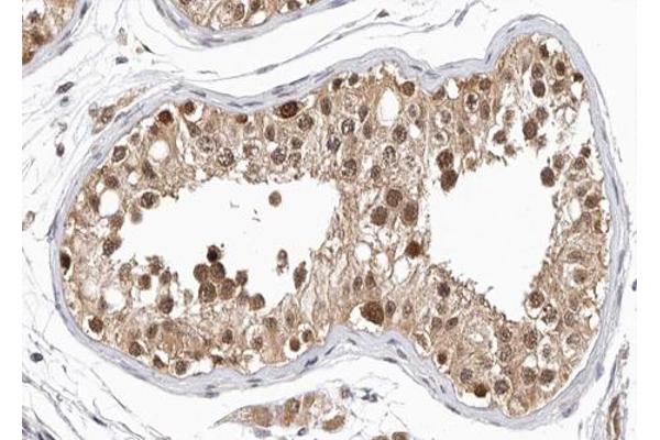 GPRASP1 antibody  (Internal Region)