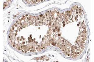 ABIN6266971 at 1/100 staining human testis tissue sections by IHC-P. (GPRASP1 antibody  (Internal Region))