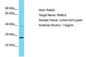 Image no. 1 for anti-KIAA1984 (KIAA1984) (AA 67-116) antibody (ABIN6750638)