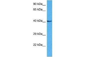 Host:  Mouse  Target Name:  NKX6-1  Sample Tissue:  Mouse Liver  Antibody Dilution:  1ug/ml (NKX6-1 antibody  (N-Term))