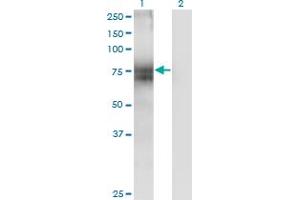STT3A antibody  (AA 603-701)