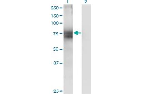 STT3A antibody  (AA 603-701)