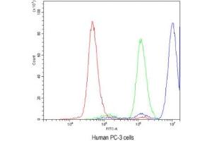 Flow cytometry testing of human PC-3 cells with ADK antibody at 1ug/10^6 cells (blocked with goat sera)