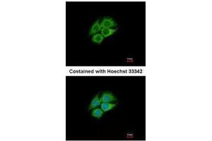 ICC/IF Image Immunofluorescence analysis of methanol-fixed Hep G2, using PANK1, antibody at 1:500 dilution. (PANK1 antibody)