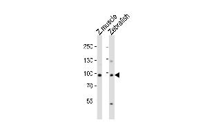 Western blot analysis of lysates from zebra fish muscle, Zebrafish cell line (from left to right), using (DANRE) usp13 Antibody (Center) (ABIN6243329 and ABIN6577851). (USP13 antibody  (AA 387-420))