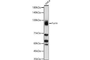 Western blot analysis of extracts of HeLa cells, using Furin antibody (ABIN6127933, ABIN6140815, ABIN6140817 and ABIN6223322) at 1:1000 dilution. (FURIN antibody  (AA 120-370))
