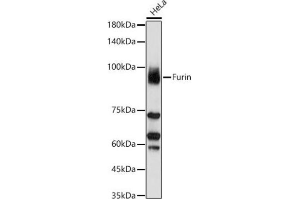 FURIN antibody  (AA 120-370)