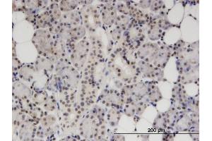 Immunoperoxidase of monoclonal antibody to S100B on formalin-fixed paraffin-embedded human salivary gland. (S100B antibody  (AA 1-92))