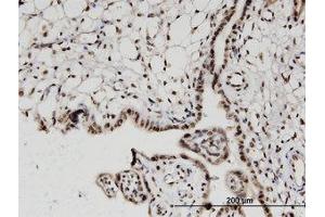 Image no. 1 for anti-H2A Histone Family, Member V (H2AFV) (AA 1-129) antibody (ABIN599608) (H2AFV antibody  (AA 1-129))