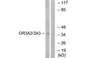 Western blot analysis of extracts from MCF-7 cells, using OR3A2/3 Antibody. (OR3A2/3 antibody  (AA 65-114))