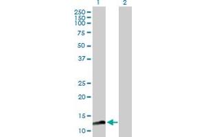 Western Blot analysis of MAGOHB expression in transfected 293T cell line by MAGOHB MaxPab polyclonal antibody. (Mago Nashi Homolog 2 antibody  (AA 1-148))