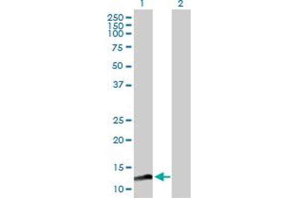 Mago Nashi Homolog 2 antibody  (AA 1-148)