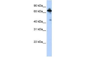 Western Blotting (WB) image for anti-Solute Carrier Family 9 (Sodium/hydrogen Exchanger), Member 8 (SLC9A8) antibody (ABIN2458795) (NHE8 antibody)
