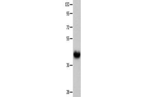 Western Blotting (WB) image for anti-Urotensin 2 Receptor (UTS2R) antibody (ABIN2426017) (UTS2R antibody)