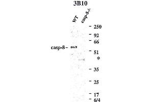 Western blot using anti-Caspase-8 (mouse), mAb (3B10)  detecting endogenous caspase-8 in MEFs from WT mice, but not in MEFs from caspase-8-/- mice. (Caspase 8 antibody)