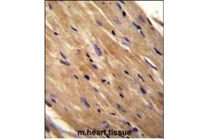 RHOJ Antibody (Center) (ABIN655708 and ABIN2845159) immunohistochemistry analysis in formalin fixed and paraffin embedded mouse heart tissue followed by peroxidase conjugation of the secondary antibody and DAB staining. (RHOJ antibody  (AA 131-159))