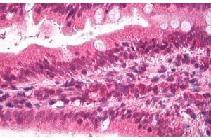 Anti-Apolipoprotein B antibody IHC staining of human small intestine. (APOB antibody  (AA 3984-3995))