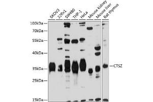 Western blot analysis of extracts of various cell lines, using CTSZ antibody (ABIN3016448, ABIN3016449, ABIN3016450 and ABIN6219750) at 1:1000 dilution.