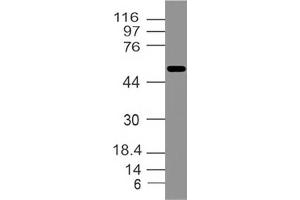Image no. 1 for anti-Interferon Activated Gene 202B (Ifi202b) (AA 200-430) antibody (ABIN5027289)