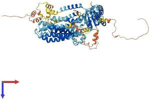 Transmembrane Protein 63A (TMEM63A) (AA 1-804) protein (His tag)