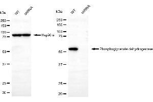 Western blotting analysis using phosphoglycerate dehydrogenase antibody (ABIN7799808). (PHGDH antibody)