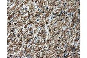 Image no. 13 for anti-Amyloid beta (A4) Precursor Protein (APP) antibody (ABIN1496877) (APP antibody)