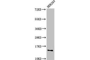 Western Blot Positive WB detected in: HEK293 whole cell lysate All lanes: SNRPD1 antibody at 2. (SNRPD1 antibody  (AA 1-119))
