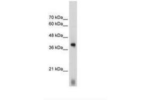 Image no. 3 for anti-Eukaryotic Translation Initiation Factor 2 Subunit 1 (EIF2S1) (C-Term) antibody (ABIN203305) (EIF2S1 antibody  (C-Term))