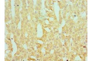 Immunohistochemistry of paraffin-embedded human adrenal gland tissue using ABIN7166367 at dilution of 1:100 (SERPINA1 antibody  (AA 165-444))