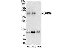 Western Blotting (WB) image for anti-Intercellular Adhesion Molecule 5 (ICAM5) (AA 874-924) antibody (ABIN7452944)